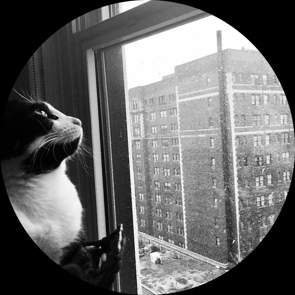 catfromchicago